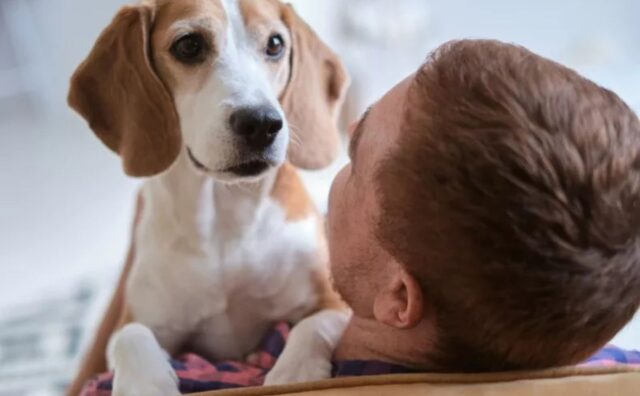 Il cane non riesce a smettere di guardare il fidanzato della sua padrona: è un incantesimo