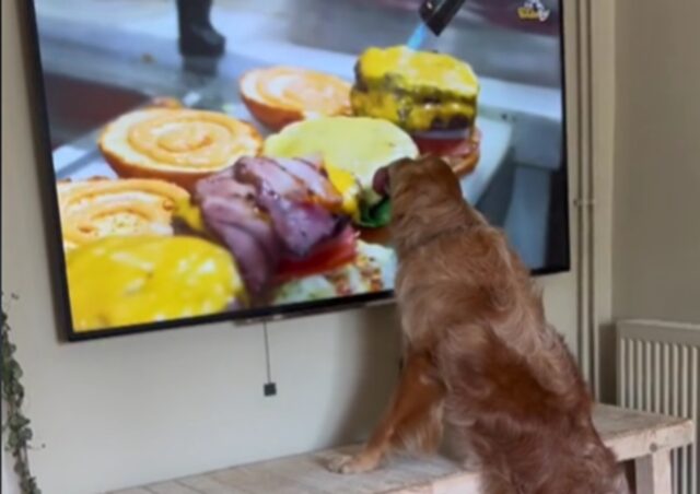 Golden Retriever vede un hamburger in tv e inizia a “mangiarlo”