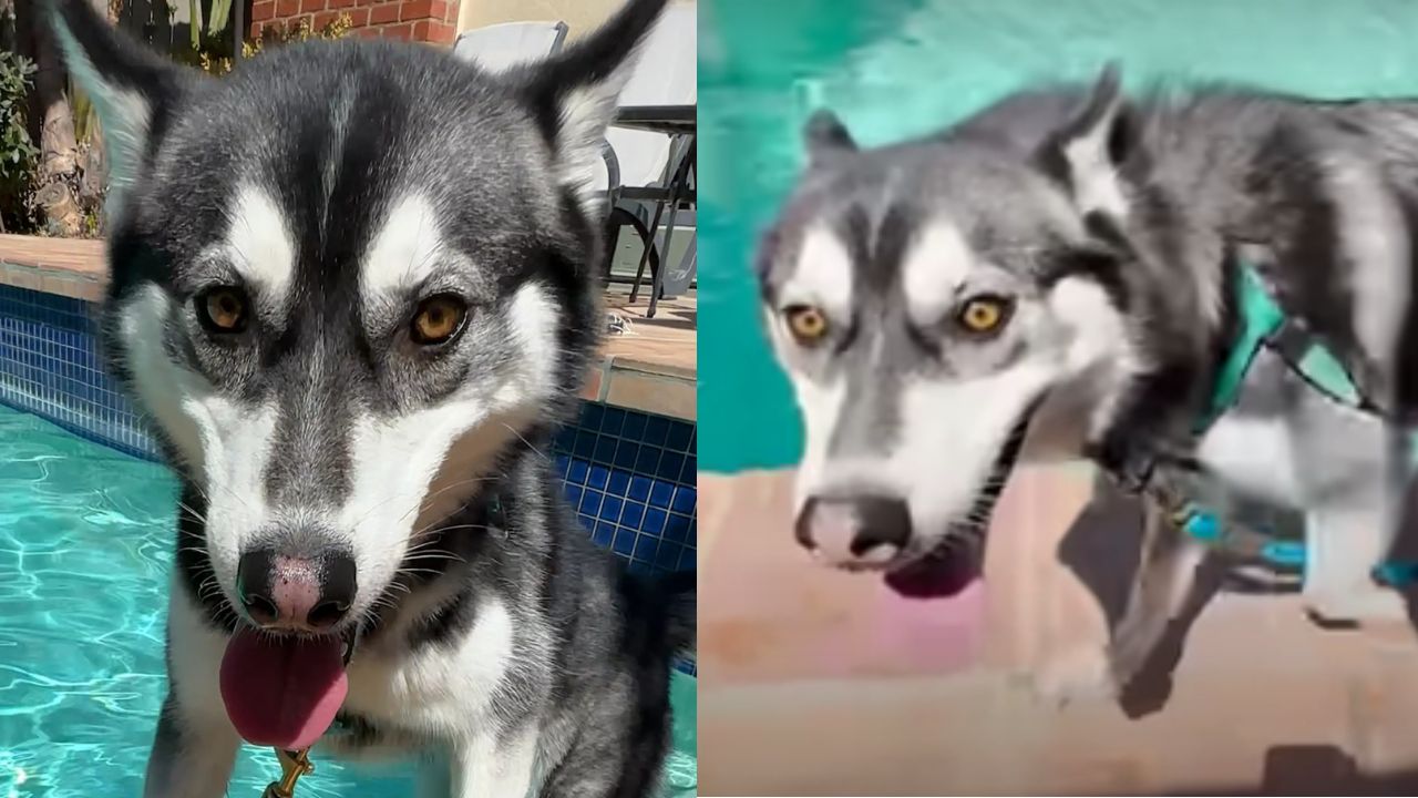 husky in piscina