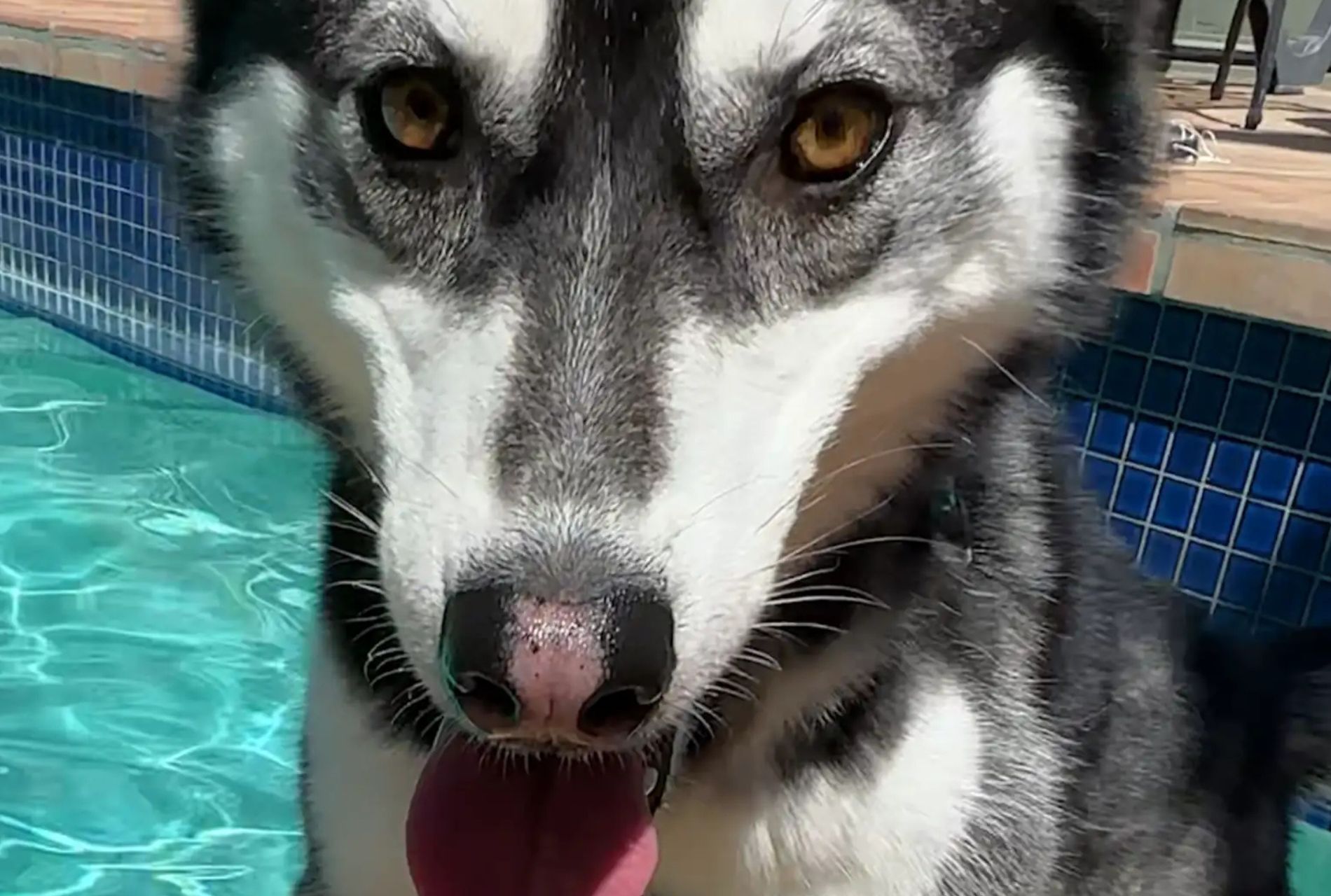 husky in piscina