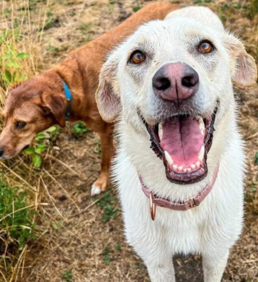 una cagnolina di nome Lola