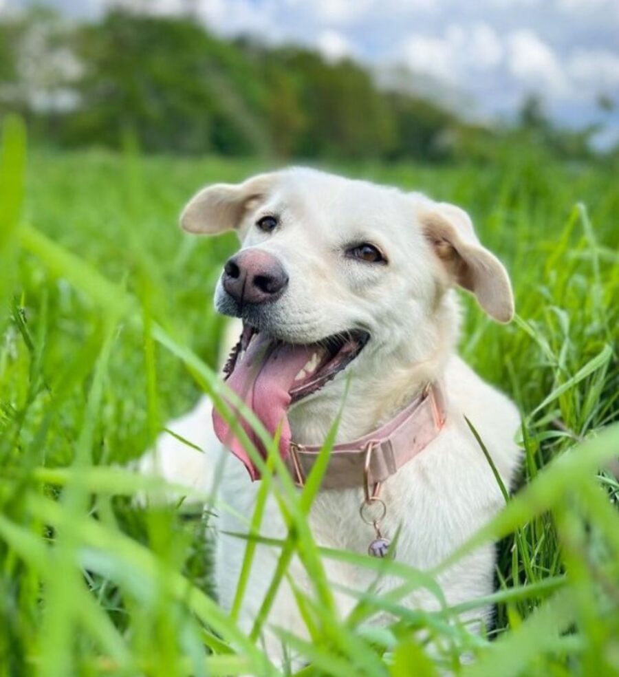 una cagnolina di nome Lola