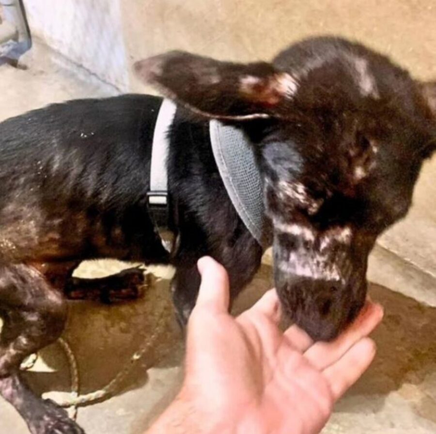 una cagnolina di nome Lotte