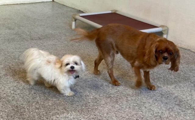 Questo Shih-Tzu diventa il migliore amico di un cane nella pensione: si forma un legame unico