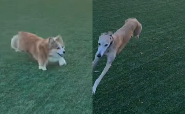 Questo Corgi vuole portare a termine una missione impossibile: competere con un Levriero (VIDEO)