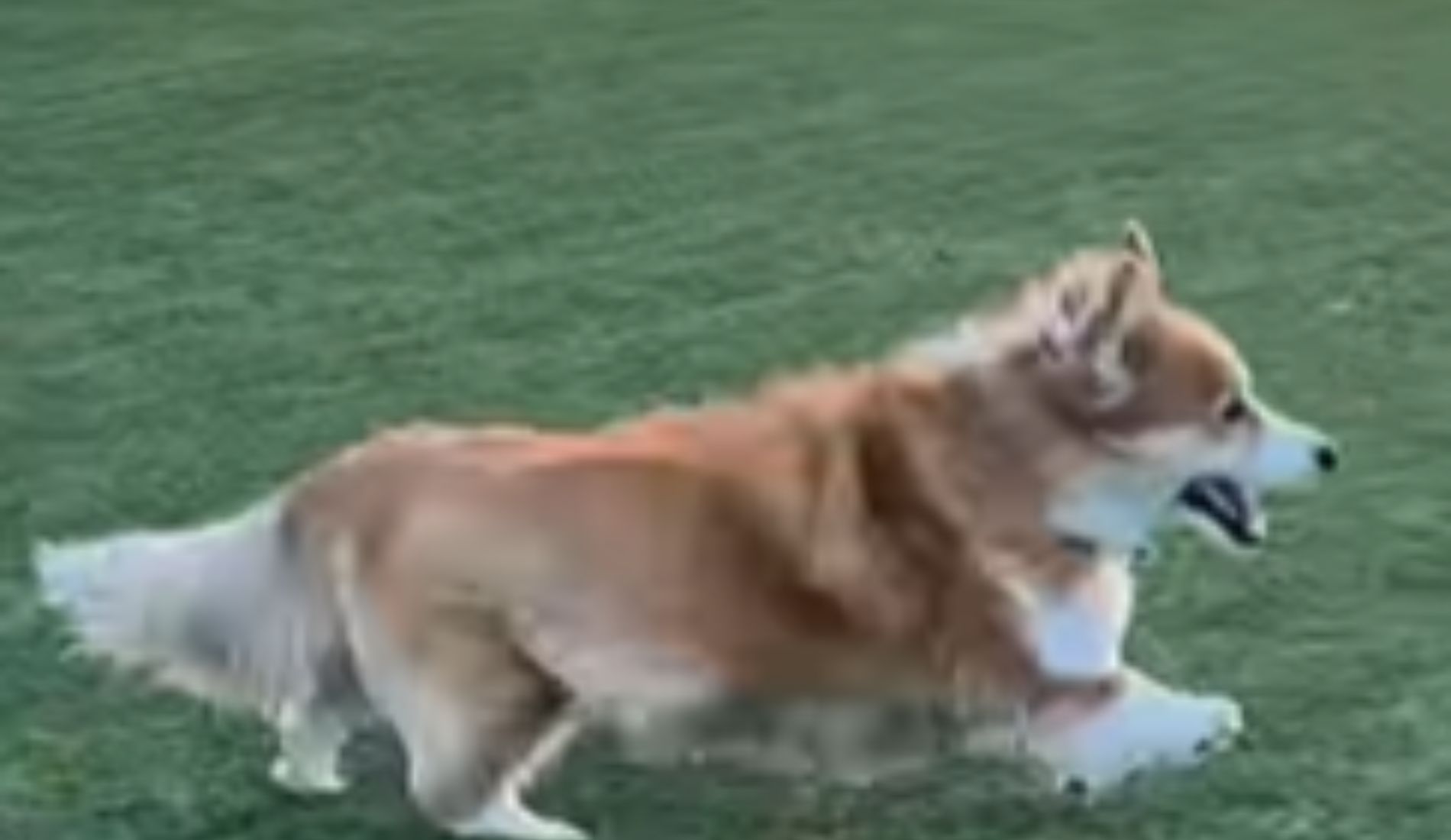 cane corgi