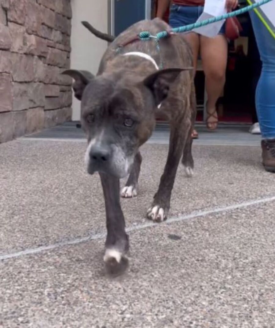 un cagnolino di nome Serenity