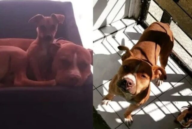 La maestosa Pit Bull accoglie a zampe aperta il cane di piccola taglia: è totalmente innamorata