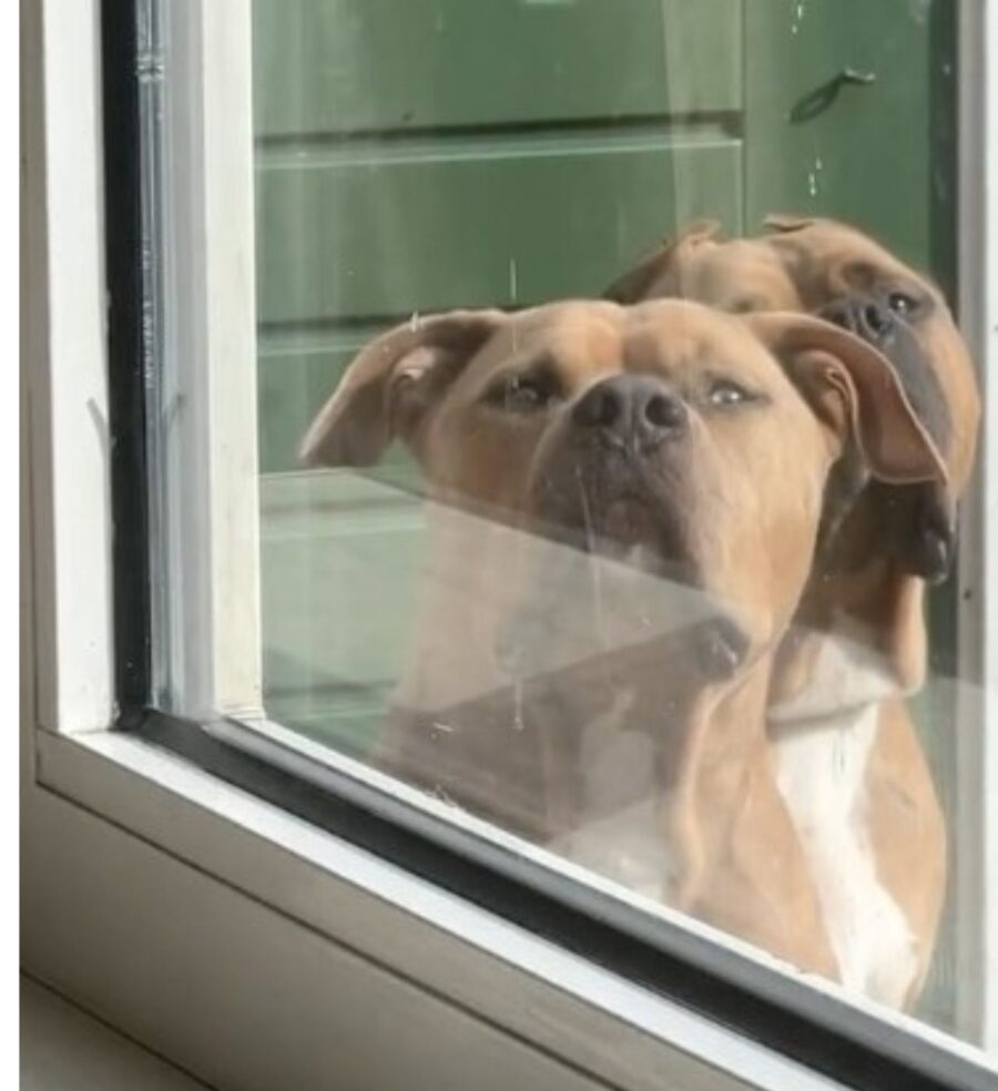 due cagnolini che aspettano