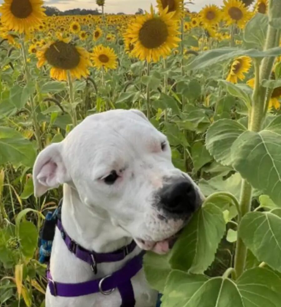 un cane di nome Sky