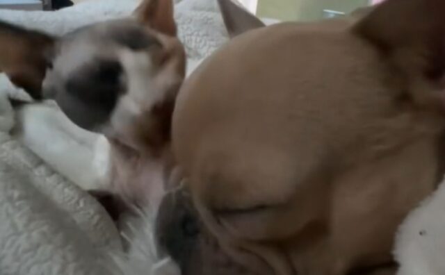 Il Bulldog Francese si arrabbia visibilmente quando il gatto smette di baciarlo: come si permette? (VIDEO)