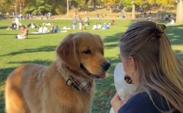 Il Golden Retriever sa benissimo cosa vuole e usa tutte le sue armi pur di ottenerlo (VIDEO)