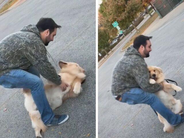 No, questo Golden Retriever non ha intenzione di tornare a casa: è così che protesta con tutte le sue forze