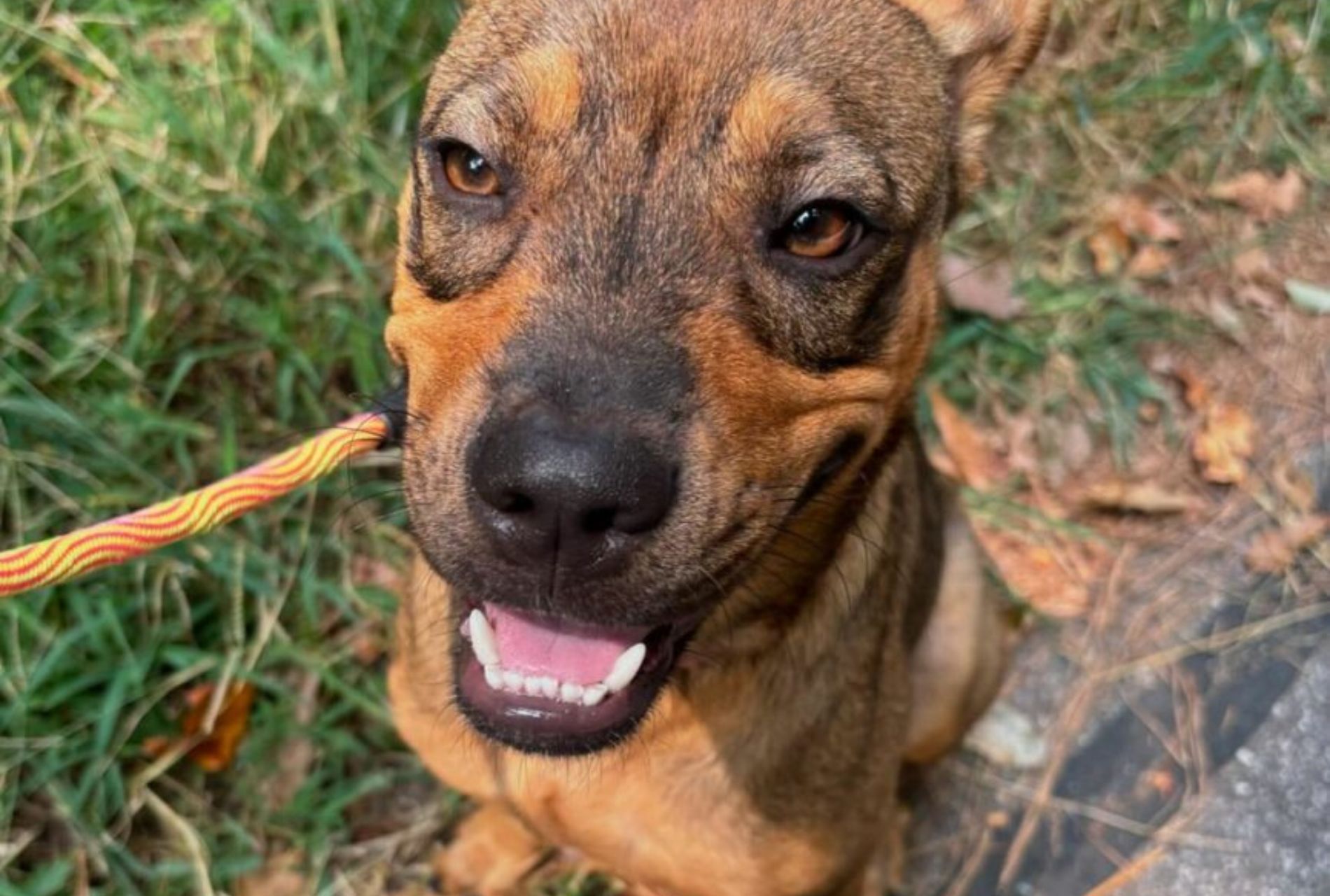 uomo conquista cane diffidente