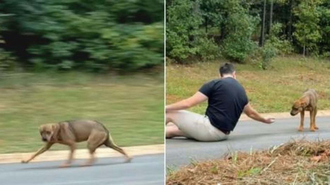 uomo conquista cane diffidente