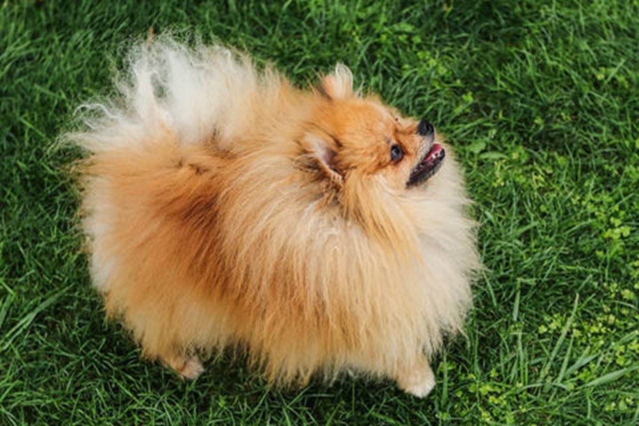 Cane Volpino di Pomerania