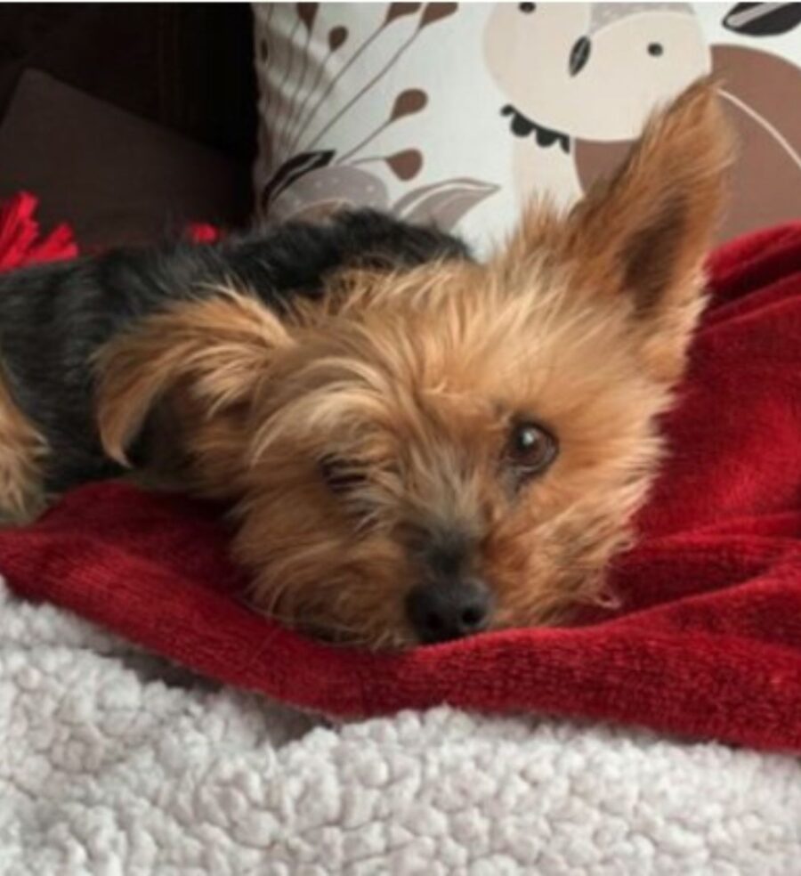 un cagnolino di razza Yorkshire