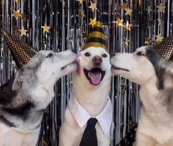 Adorabili: questi tre cani stanno festeggiando con amore il Primo dell’Anno