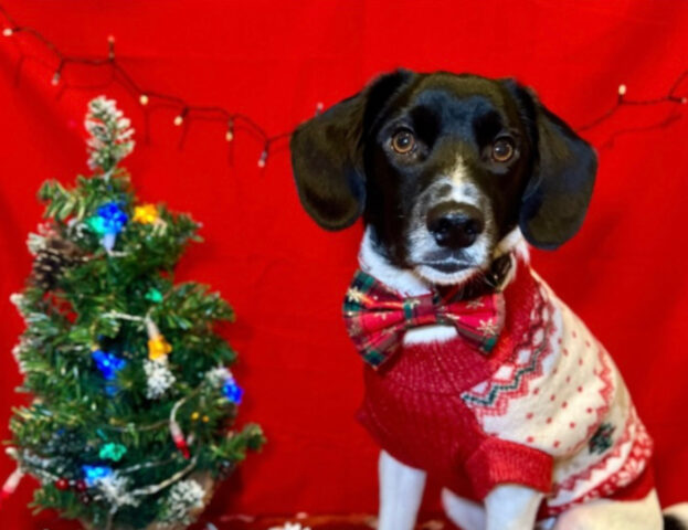 Buona Vigilia! Queste 5 foto di cani pronti a festeggiare vi metteranno dell’umore giusto