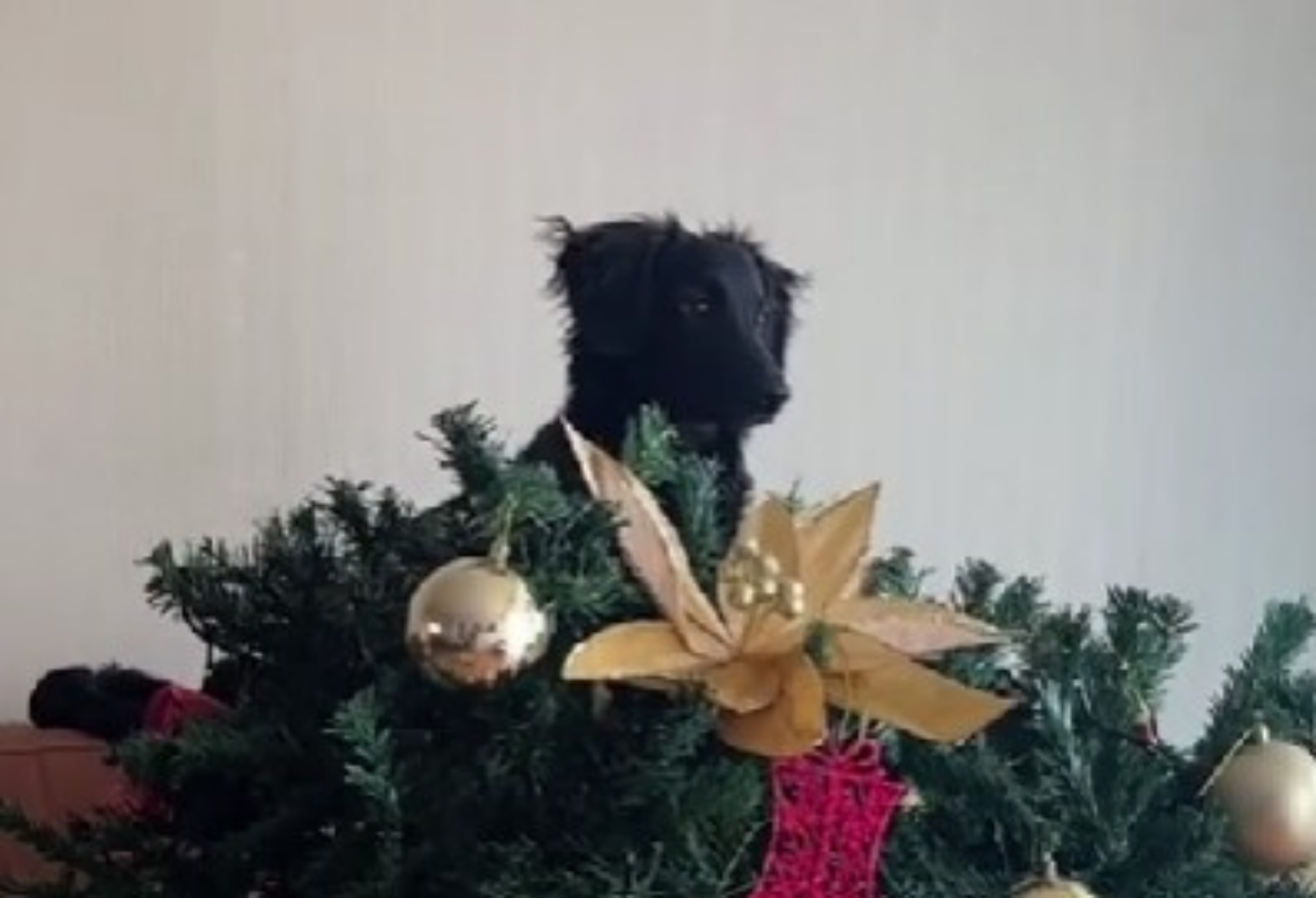 cane distrugge albero di Natale