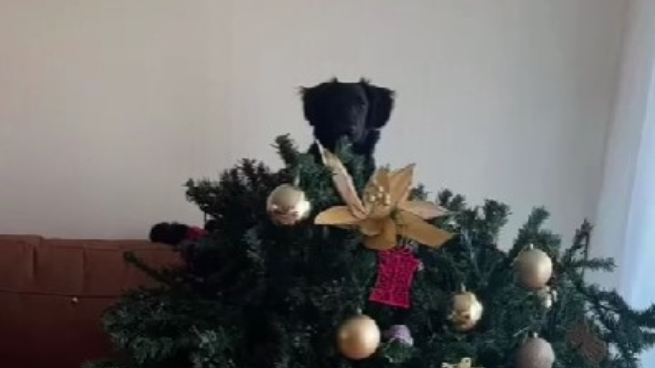 cane ha distrutto albero di Natale