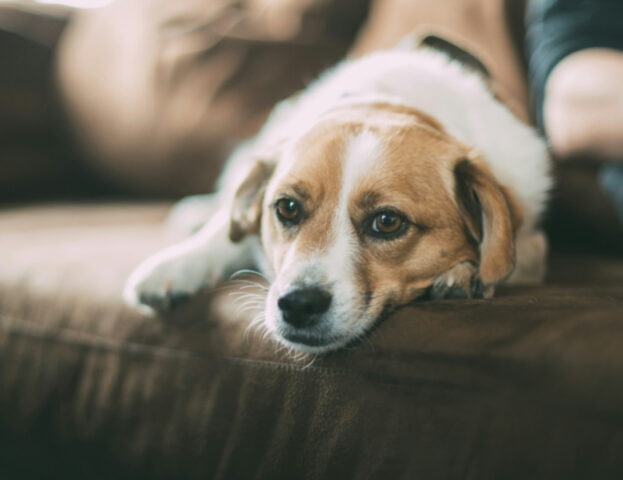 Come aiutare il cane a non avere paura la notte di Capodanno?