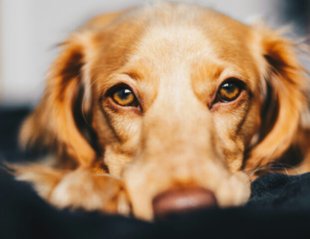 Come preparare per bene il tuo cane alla notte di Capodanno?