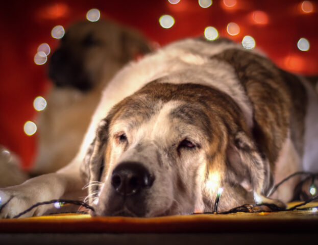 Come si fa a festeggiare il Natale in sicurezza insieme al tuo amato cane?