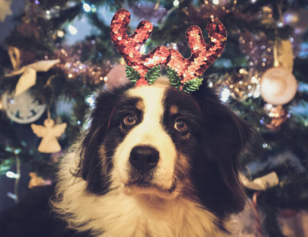 Come vestire il cane a Natale per farlo stare davvero bene?