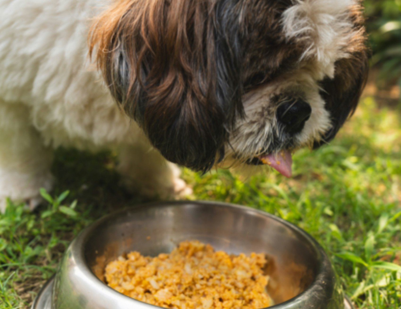 Cane mangia