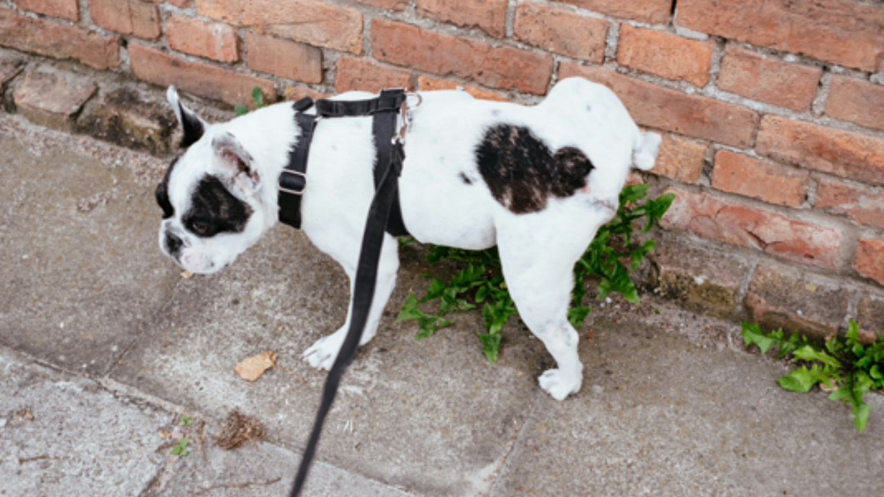 Piccolo cane fa pipì