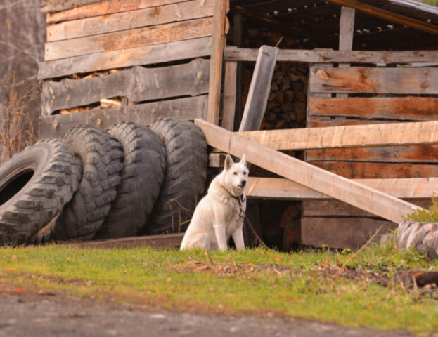 Cosa significa sognare un cane molto grande?