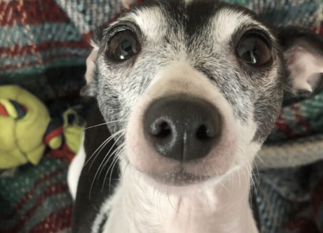 Dopo sei anni in gabbia questo cane capisce finalmente cosa significa essere amato e coccolato