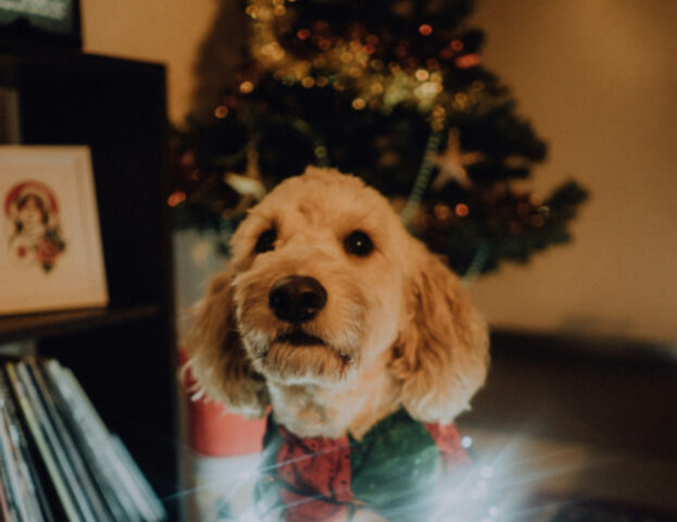 E tu sai già come rendere felice il tuo cane nel periodo di Natale?