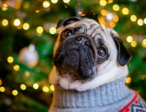 E tu ti ricordi come rendere il tuo albero di Natale a prova di cane?