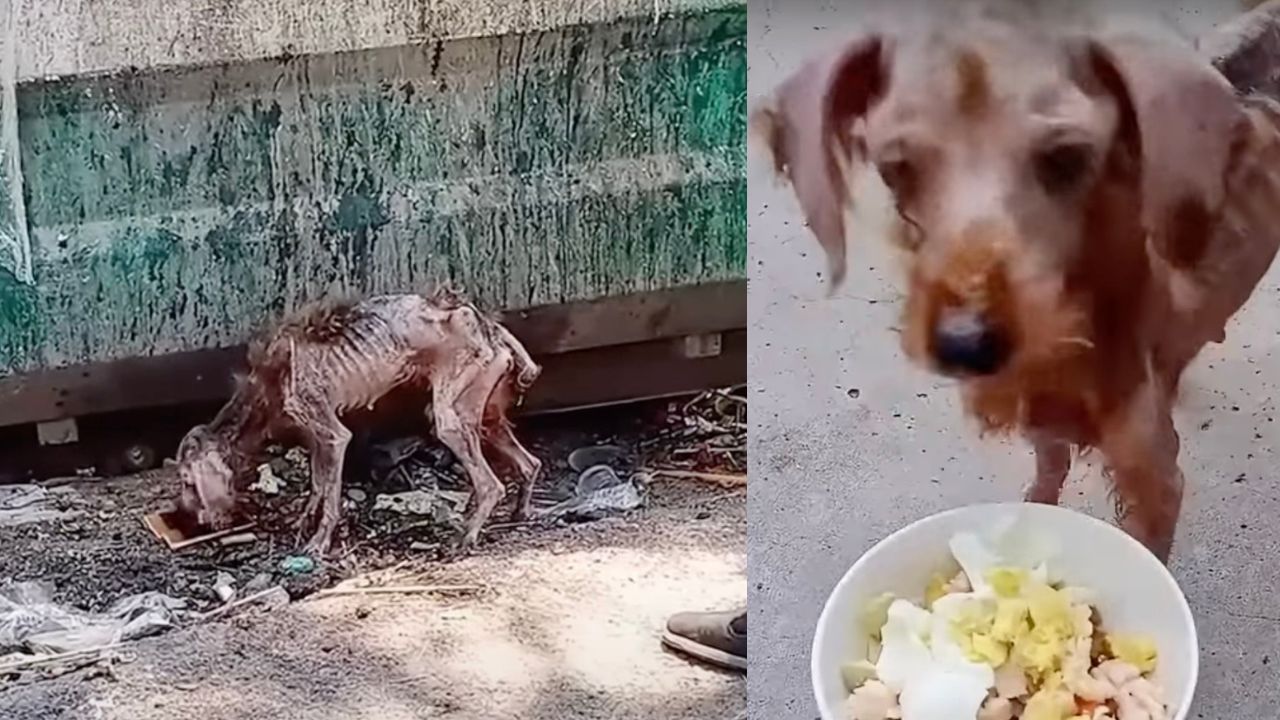 Cane molto magro randagio