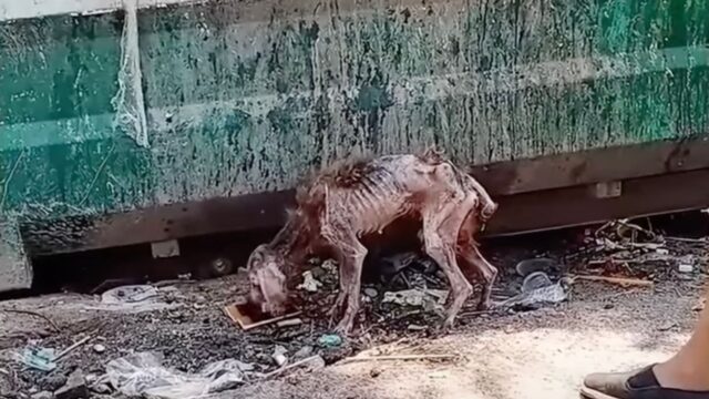 Era così magro che non si reggeva in piedi: il cane randagio è crollato dopo pochissimi passi – VIDEO