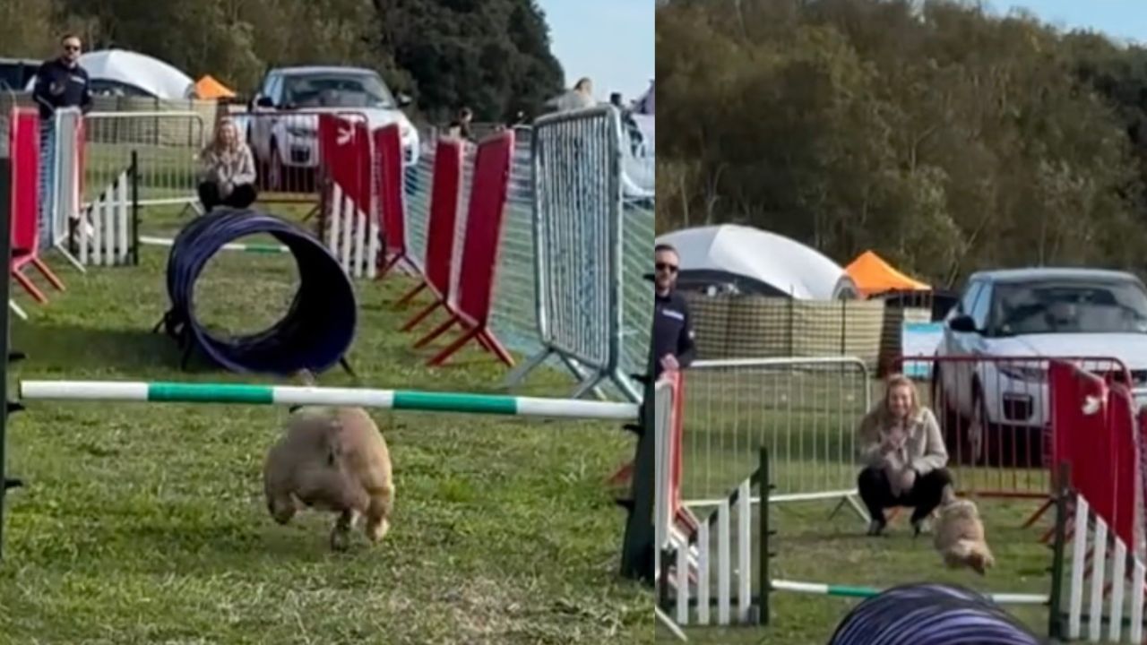 Bulldog Francese affronta il percorso a ostacoli