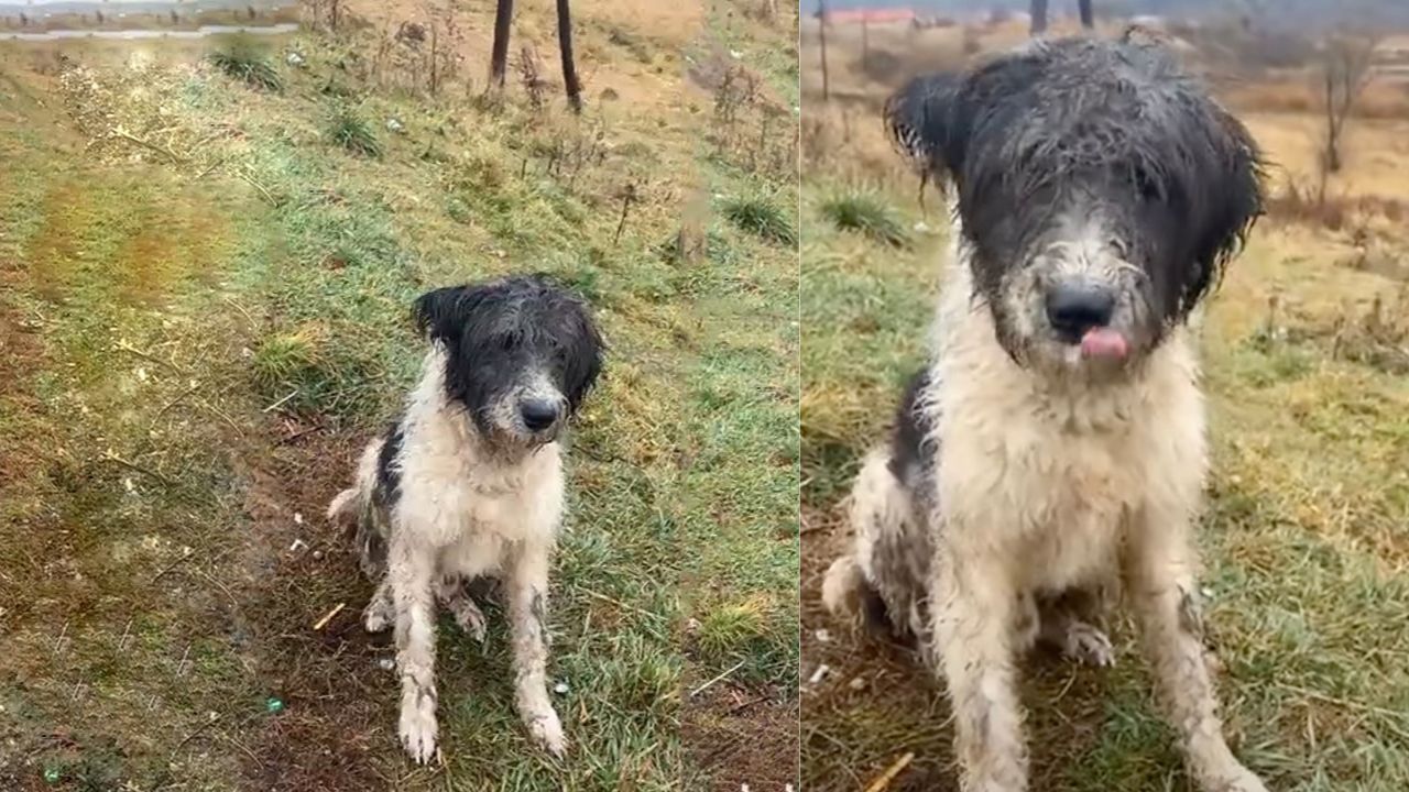 Cane bianco e nero vittima di abbandono