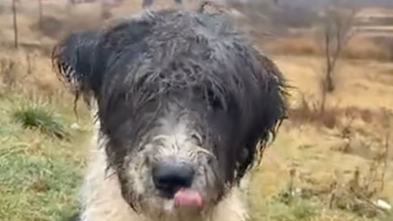 Cane bianco e nero primo piano