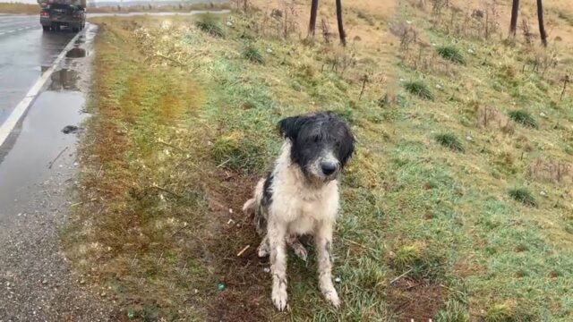 Ha continuato ad aspettare per ore e ore: il povero cane sperava davvero che il suo padrone tornasse – VIDEO