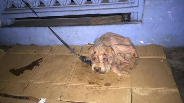 Ha vissuto tutta la vita in catene: il povero cane sperava solo che tutto finisse il più presto possibile – VIDEO