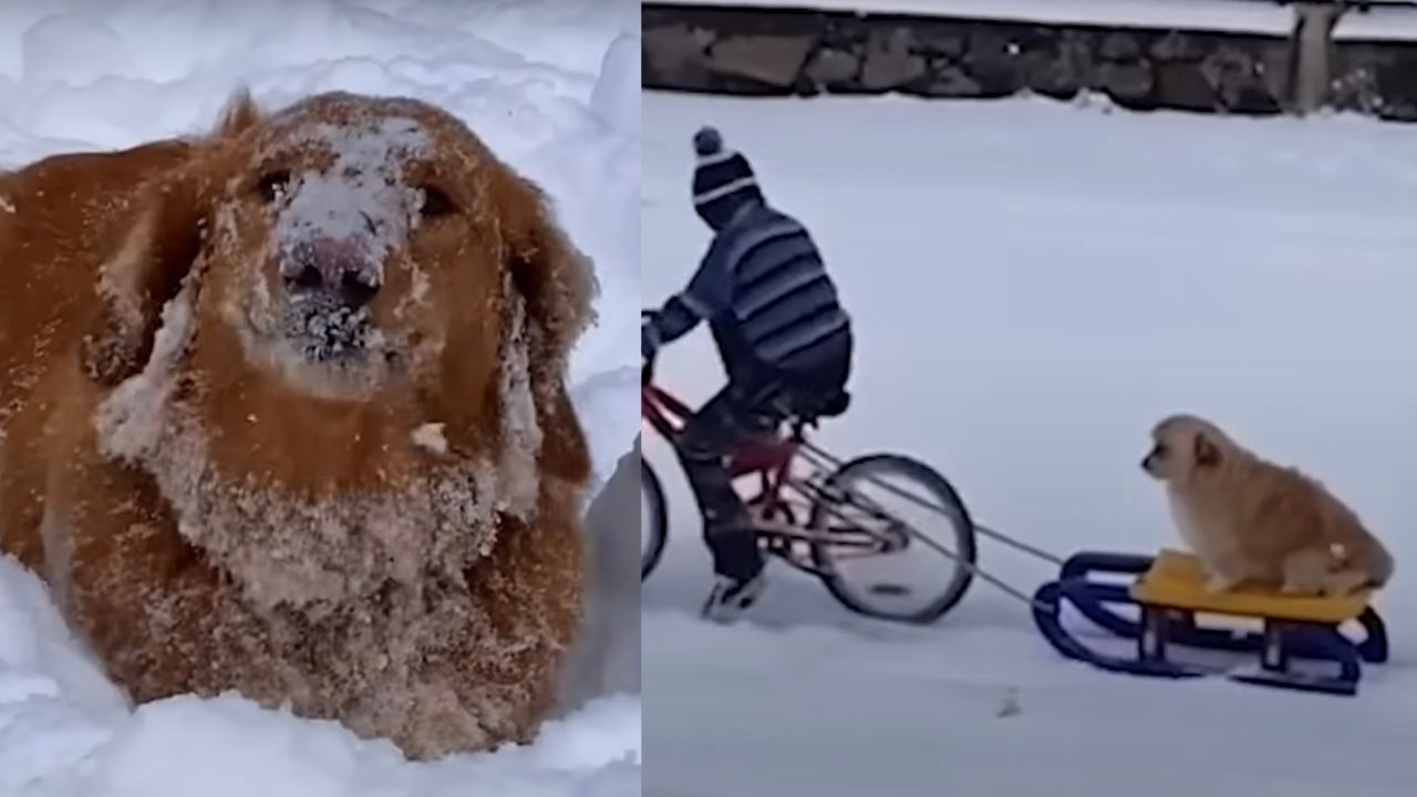 Cani scoprono neve per la prima volta