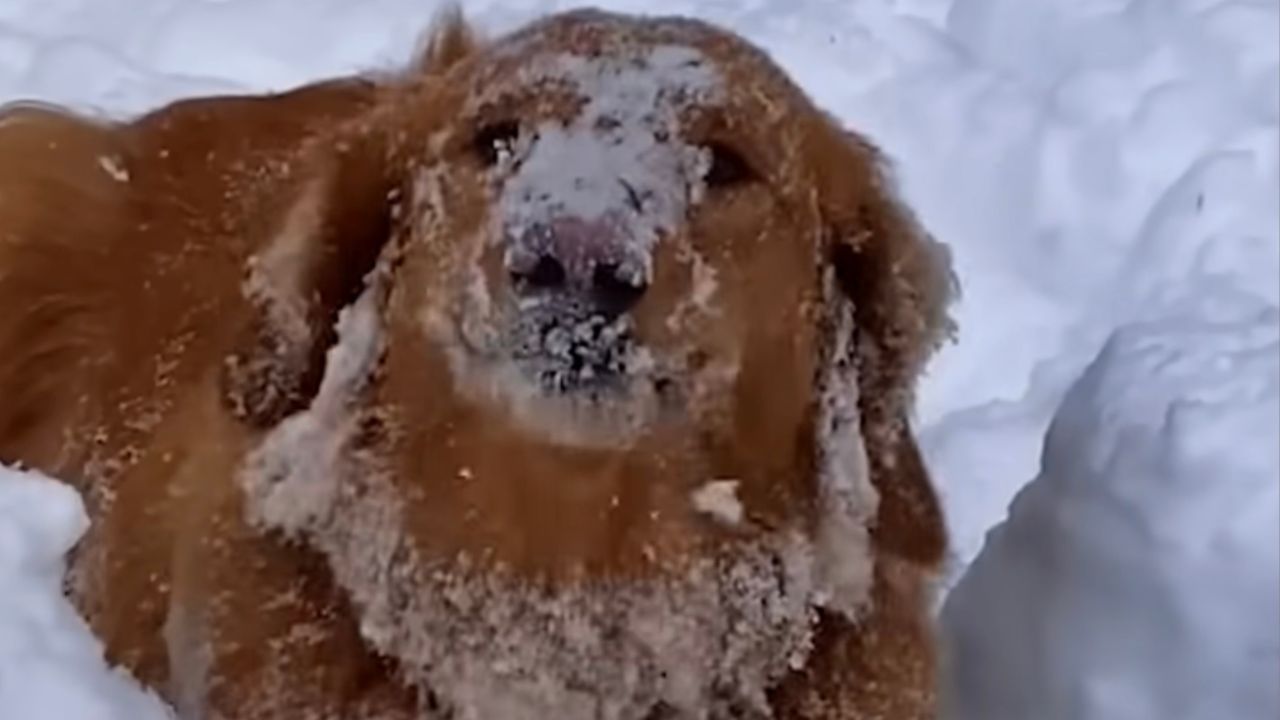 Cane ricoperto di neve