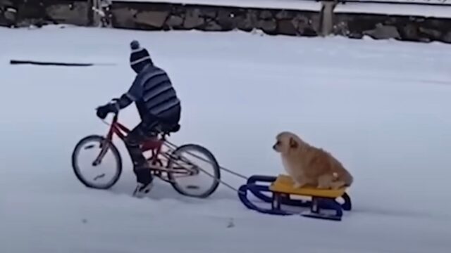 I cani non stanno più nella pelle quando vedono finalmente la neve per la primissima volta – VIDEO