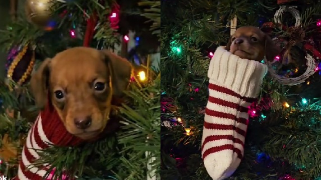 cani sull'albero di Natale