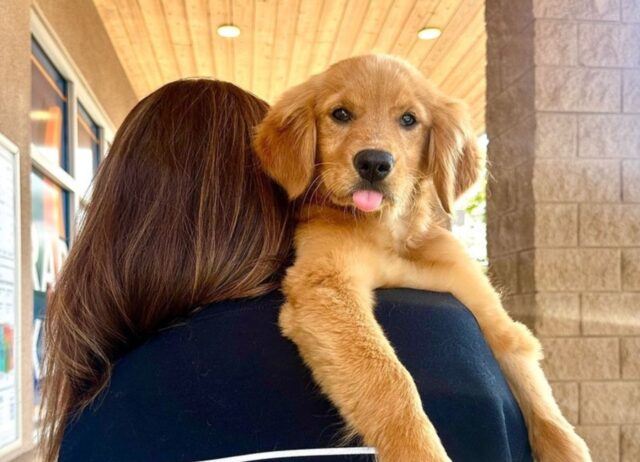 I veterinari erano furiosi con l’allevatore quando hanno capito cosa non andava con questo povero cucciolo di cane