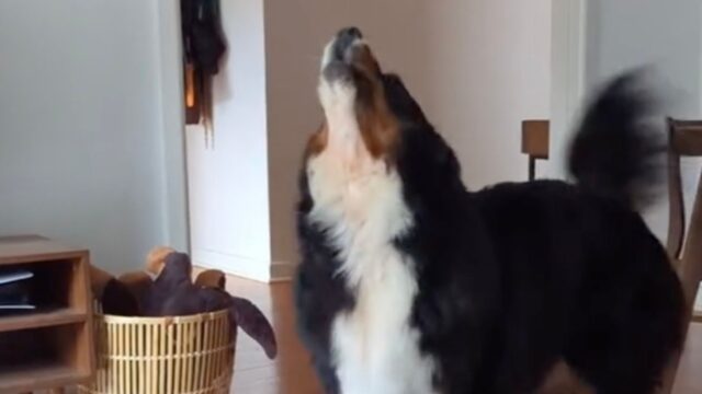 Il Bovaro del Bernese si scatena in una danza tutta sua per chiedere una passeggiata