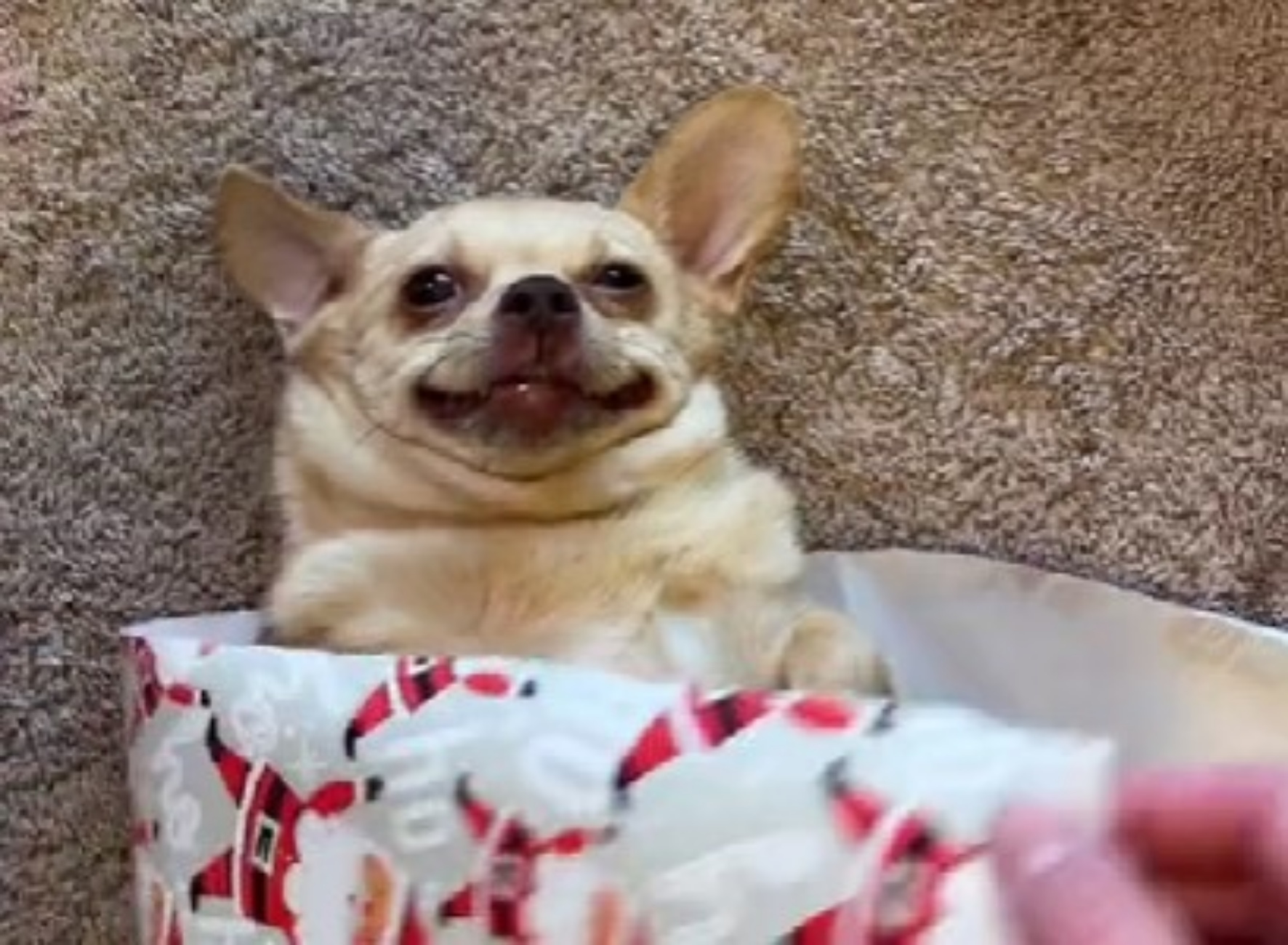 Chihuahua diventa regalo di natale