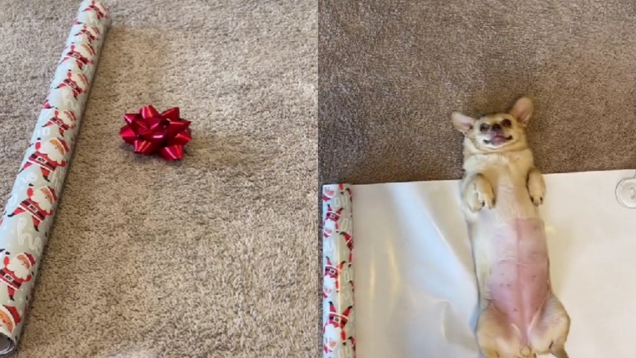 Chihuahua diventa regalo di natale